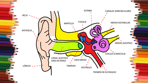 COMO DIBUJAR UN OIDO Y SUS PARTES