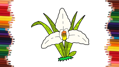 COMO DIBUJAR UNA MONJA BLANCA